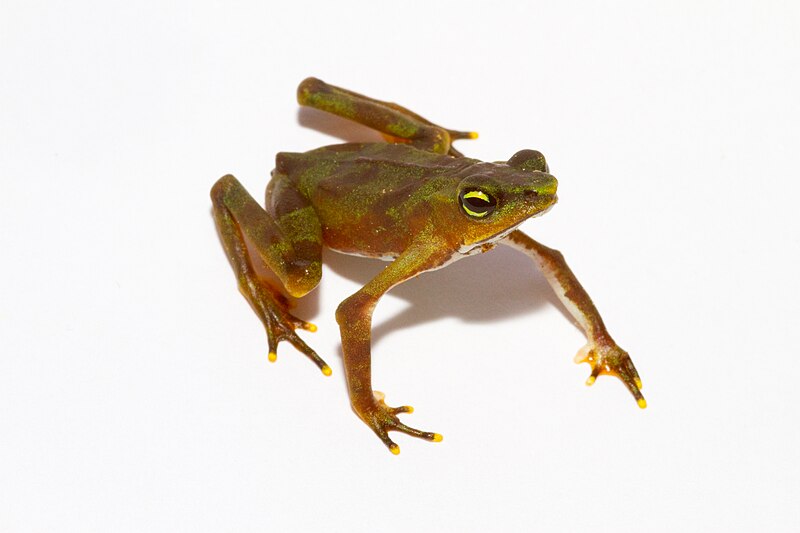 File:Atelopus limosus - juvenile coloration fading to brown.jpg