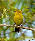 Thumbnail for Yellow-headed brushfinch