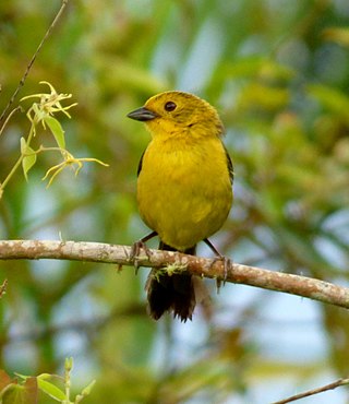 <span class="mw-page-title-main">Yellow-headed brushfinch</span> Species of bird