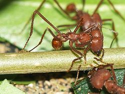 Atta: Fourmis champignonnistes, Les castes, La formation dune colonie