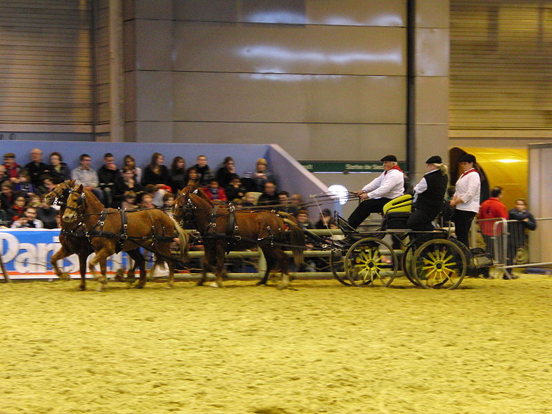 File:Attelage poneys landais SDA2010.JPG