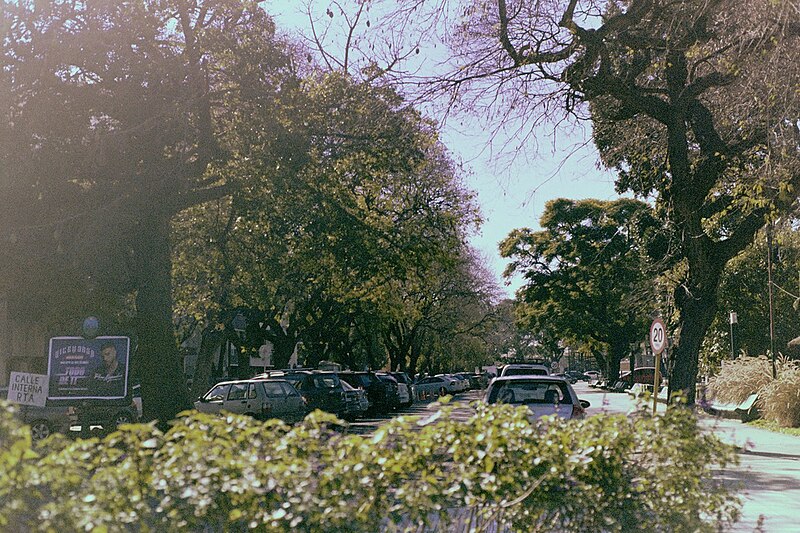 File:Autos y arboles.jpg