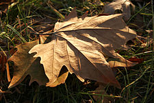 Autumn leaf.jpg