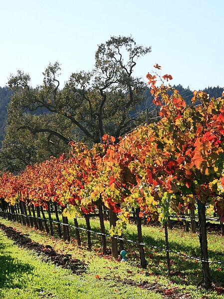 File:Autumn vineyard in Napa Valley.jpg