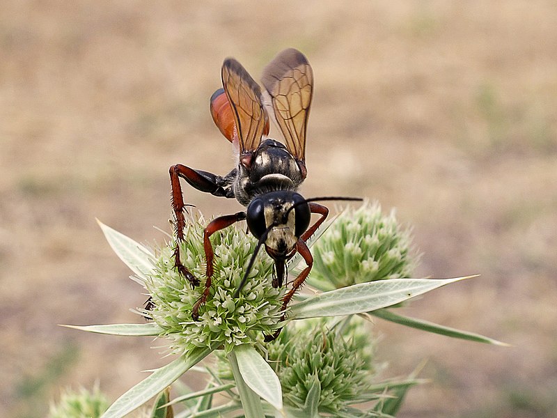 File:Avispa escabadora - esfécidos (Sphecidae) (14506113577).jpg