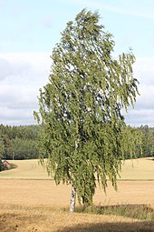 Silver birch has often pendulous twigs, after which the tree has received its scientific name. B. pendula, Koivu Birch, end of August 2.jpg