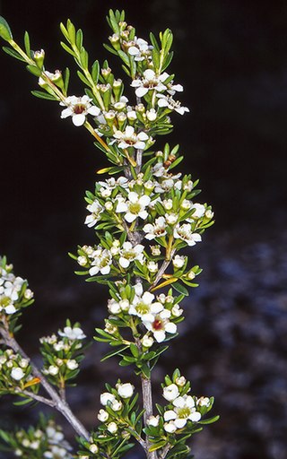 <i>Baeckea latifolia</i> Species of flowering plant