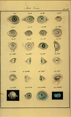 Snellen chart - Wikipedia