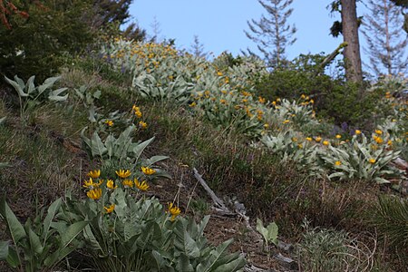 Fail:Balsamorhiza sagittata 4926.JPG