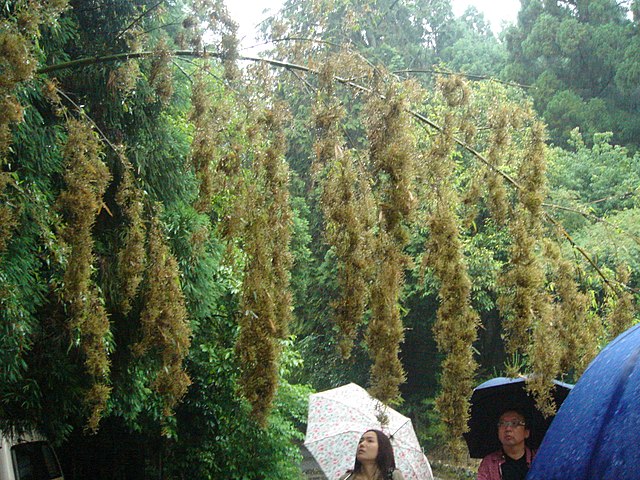 https://upload.wikimedia.org/wikipedia/commons/thumb/0/08/BambooFlowering.jpg/640px-BambooFlowering.jpg