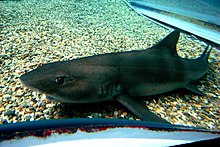 The markings of the banded houndshark become indistinct with age. Banded houndshark osaka.jpg