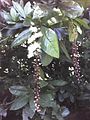 Flowers and foliage