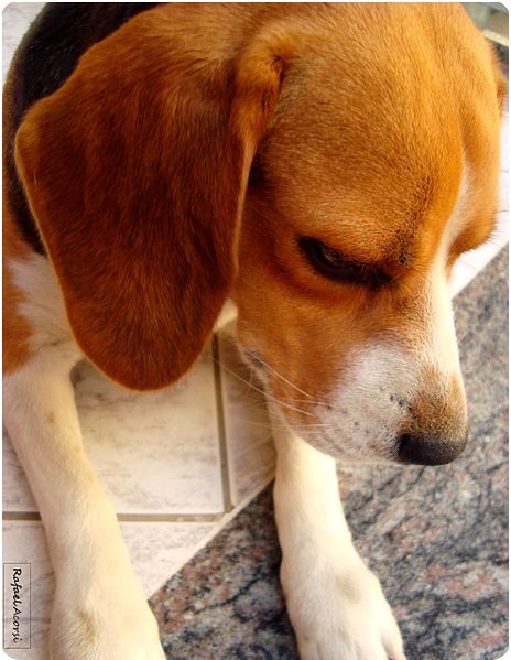 File:Beagle photographs by Rafael Acorsi 05.jpg