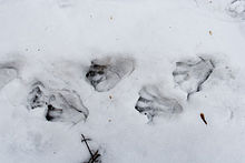 Beaver tracks in snow Beaver Castor fiber tracks in snow.jpg