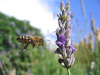 26: Pčela i lavanda