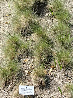 <i>Bellardiochloa</i> Genus of grasses