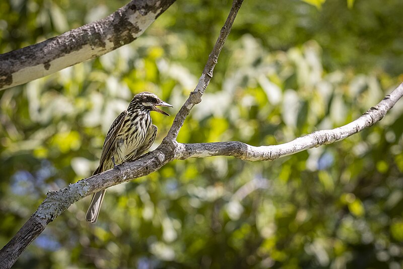 File:Bem-te-vi-rajado no Parque Sesc Serra Azul.jpg