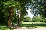 Sycamore maple on the "Wasserrain", near the Felbertauernstrasse