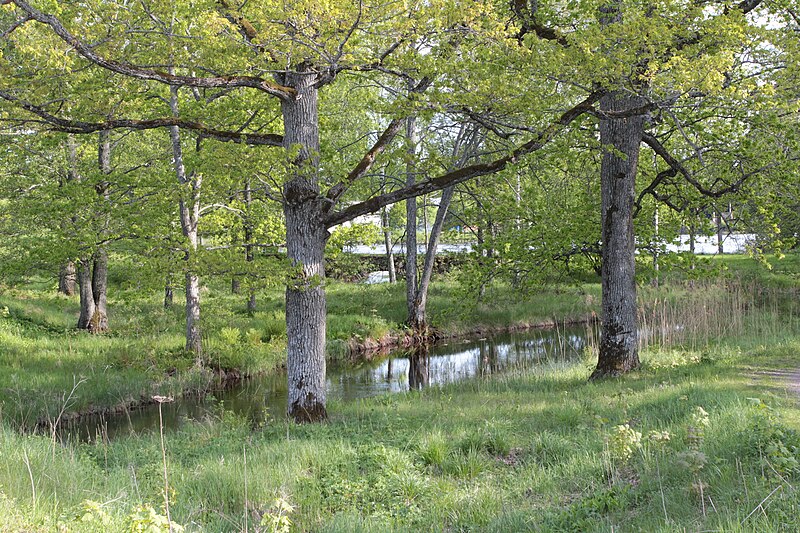 File:Bergslagssafari Uppland 2012 13 Engelska parken Söderfors 1.jpg