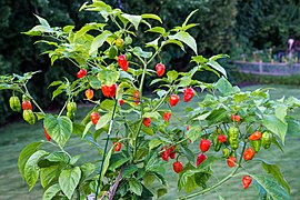 Bhut jolokia/ghost pepper plant