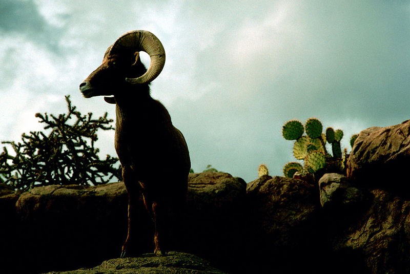 File:Bighornsheep kofa nwr.jpg