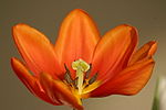 Morfología de la flor de Tulipa
