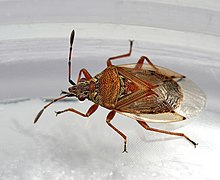 Birch Catkin Bug.jpg