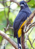 Thumbnail for Black-headed trogon