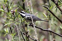 Black-throated Gray Warbler (Setophaga nigrescens).jpg