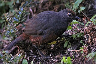 <span class="mw-page-title-main">Black-throated huet-huet</span> Species of bird