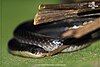 Black krait (Bungarus niger).jpg