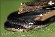 קרייט שחור (Bungarus niger) .jpg