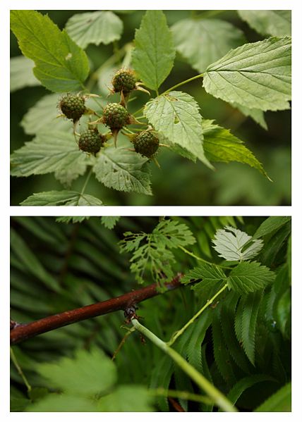 File:Blackcap raspberry (5962818223).jpg