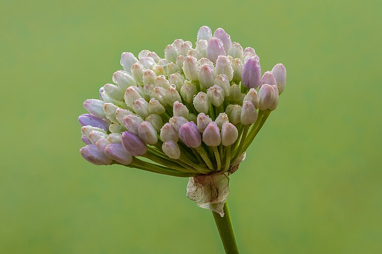 Нераспустившиеся бутоны лука стареющего, подвид Allium senescens glaucum