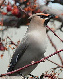 Bombycilla garrulus in Ontario, Canada Bohemian Waxwing (Bombycilla garrulus) 02.jpg