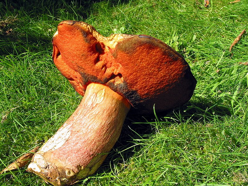 File:Boletus erythropus JPG3.JPG