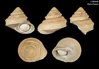 <i>Bolma recens</i> species of mollusc