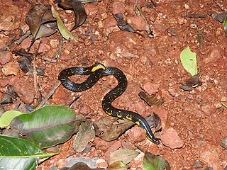 <i>Uropeltis macrolepis</i> Species of snake