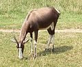 Bontebok