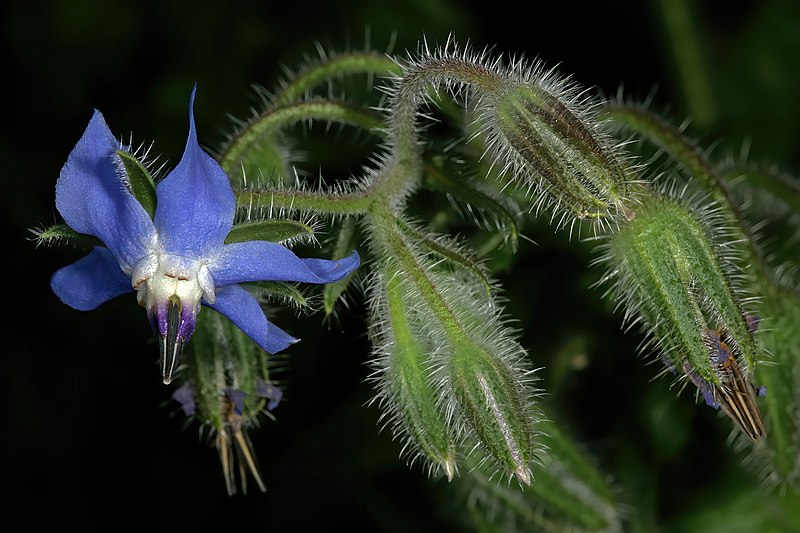 File:Borago officinalis 1DS-II 1-2081.jpg