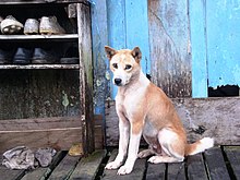 Iban hunting dog, Kalimantan, Indonesia Borneo dog.jpg