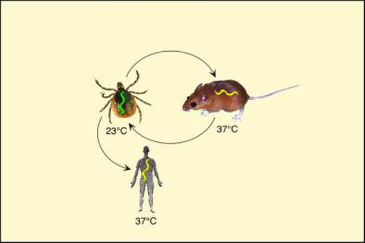 Антигенная структура Borrelia burgdorferi