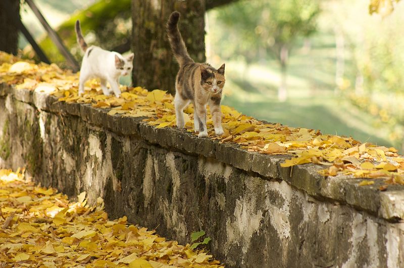 File:Bosco La Foresta, Rieti, autunno - gatti (2952522634).jpg