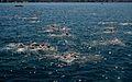 BosphorusSwim2016 (29).jpg