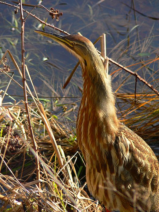 Гудит выпь. Botaurus lentiginosus. Выпь хохлатая. Botaurus pinnatus. Выпь обыкновенная.