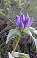 Gentiana clausa, or bottle gentian