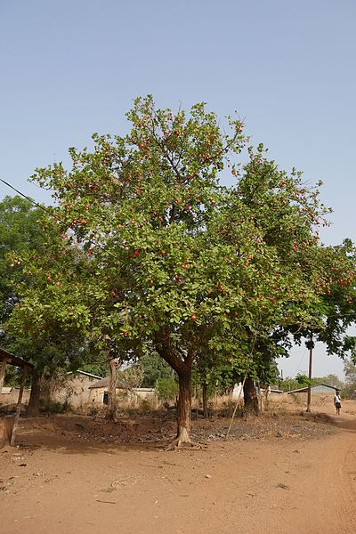 File:Boukoumbé-Anacardier sauvage (1).jpg