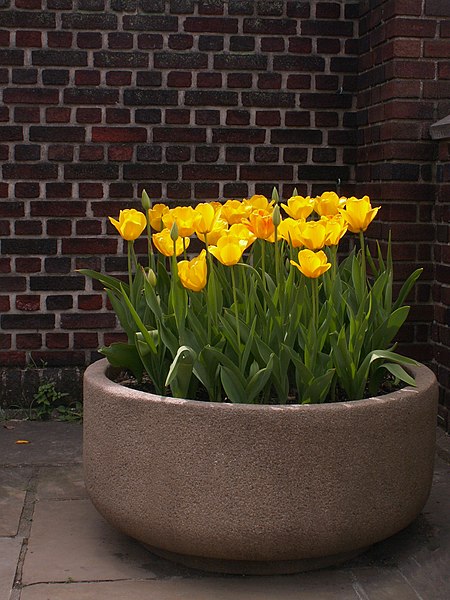 Bowl of Tulips