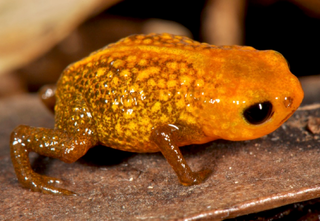 <i>Brachycephalus auroguttatus</i> Species of frog