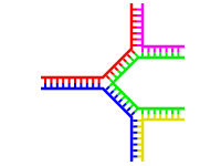 File:Branch-DNA-multiple.svg